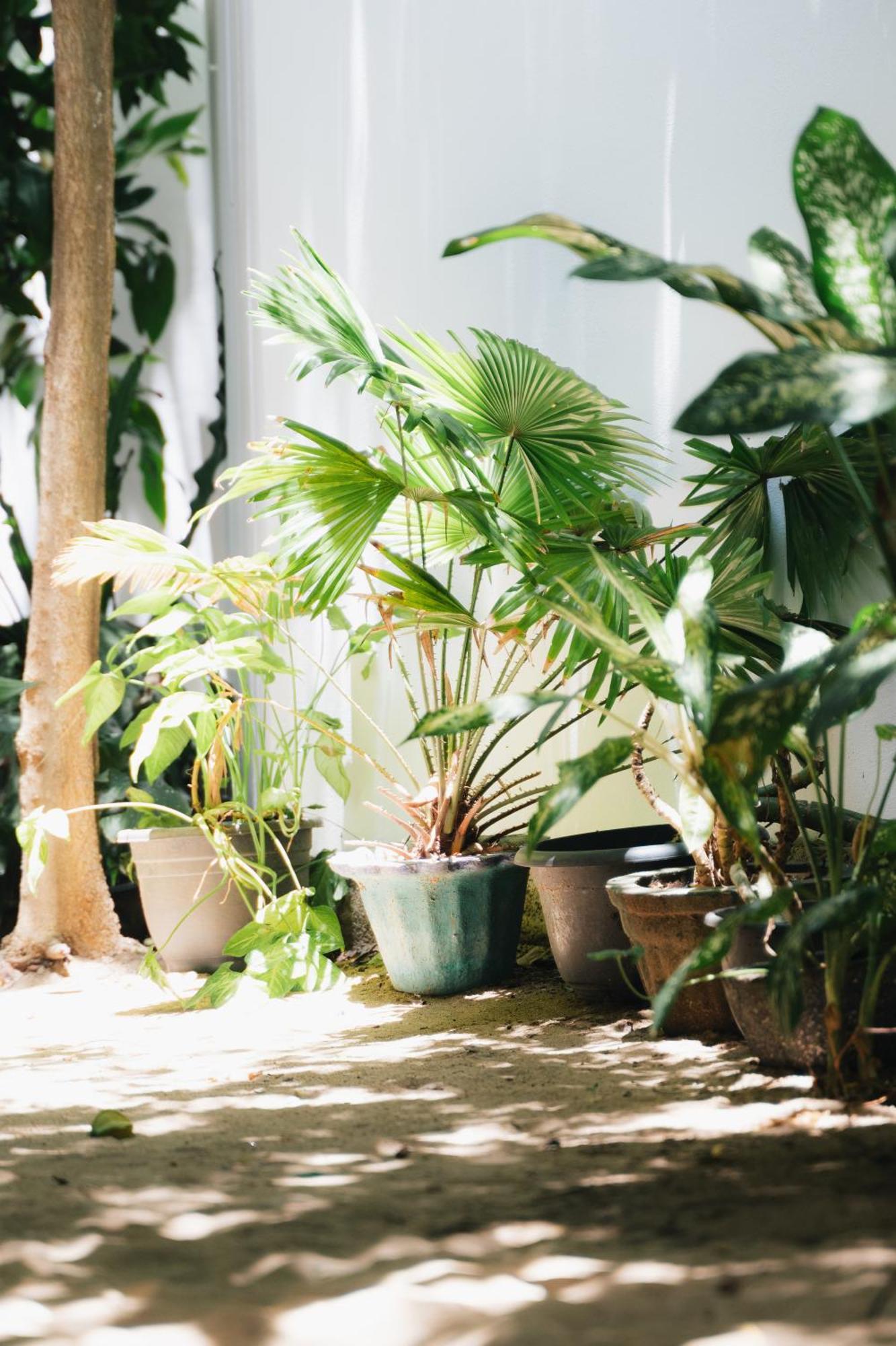 Tropicana Home Stay 아루감 베이 외부 사진